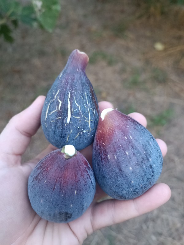 Quels sont les bienfaits de manger des figues fraîches ?