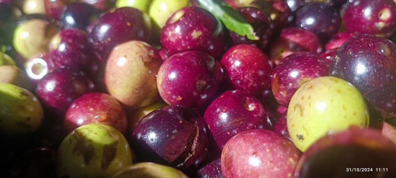 La grossane  est une variété d'olive qui est ronde est charnue qui en mûrissant développe une belle couleur violine 