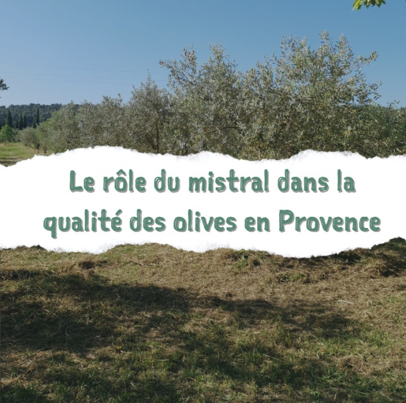 Le rôle du mistral dans la qualité des olives en Provence
