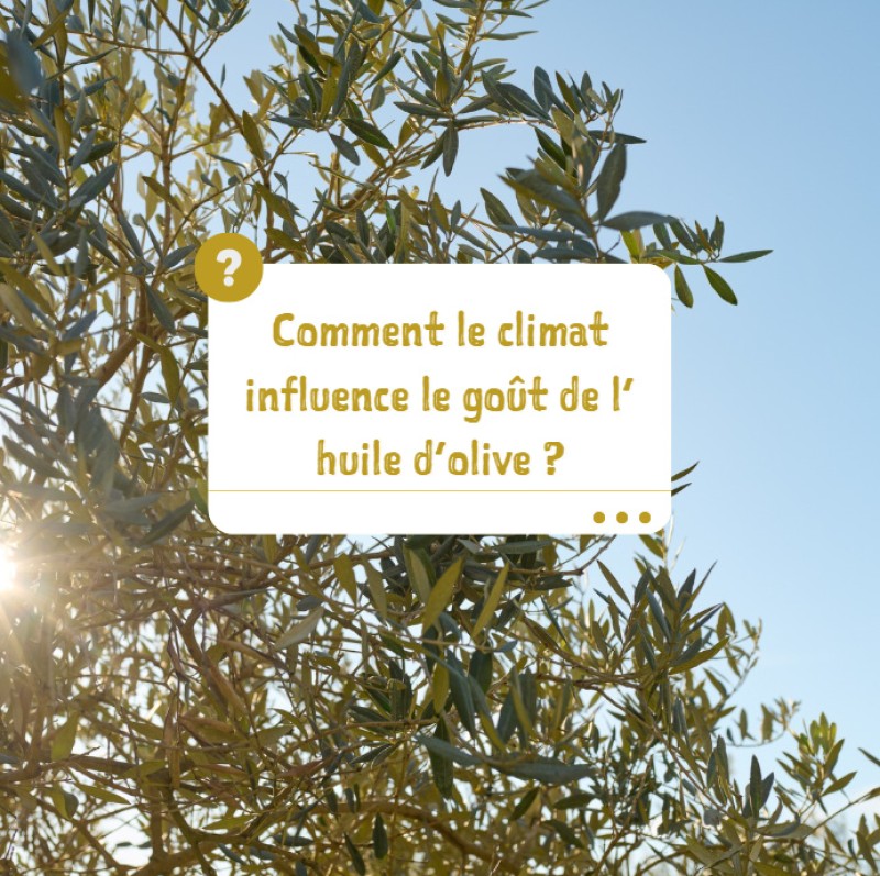 Comment le climat influence le goût d’une huile d’olive ?