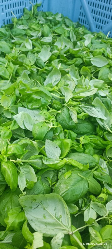 Le basilic et la menthe BIO sont effeuillés à la main au moulin de la Coquille avant d'être broyés simultanément avec nos olives