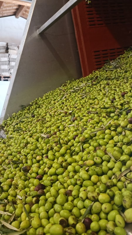 processus de transformation des olives en huile 